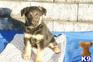 Puppies in PA